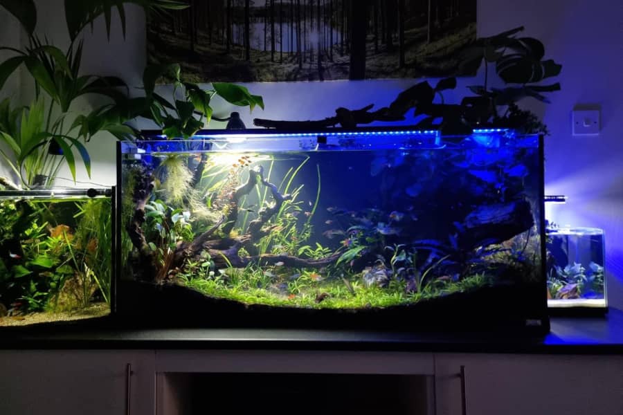 is blue light harmful to fish