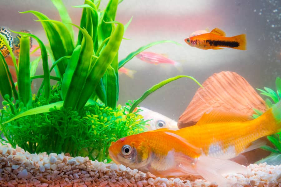 can goldfish and platies live together