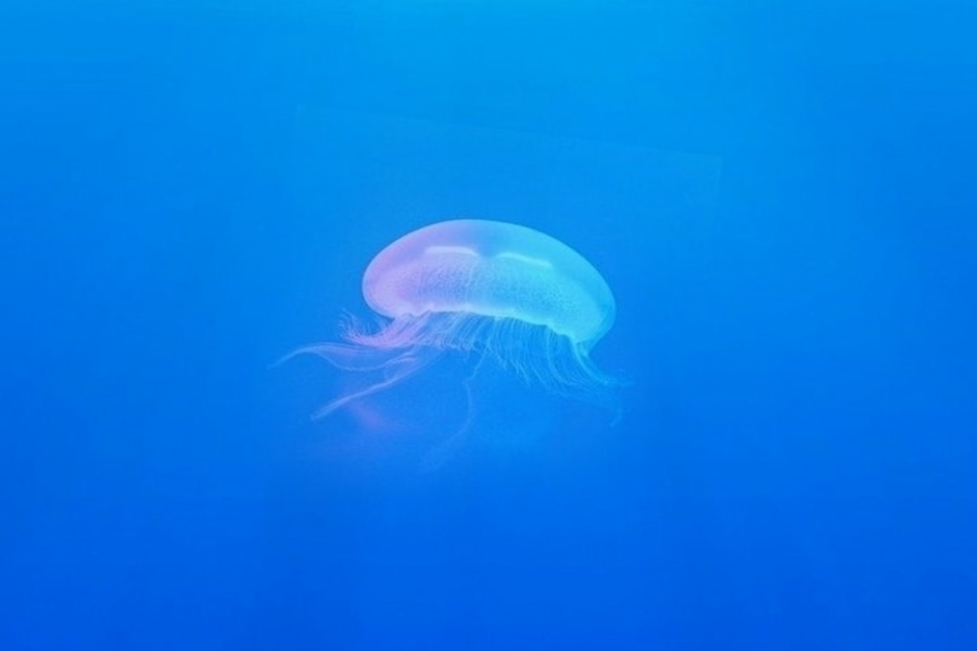 can you keep jellyfish with other fish
