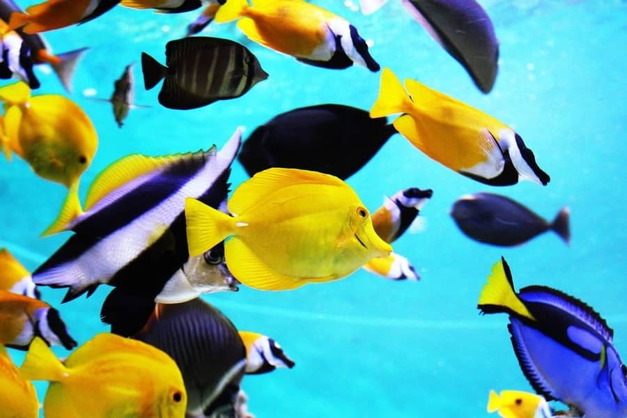 how long can tropical fish live without food