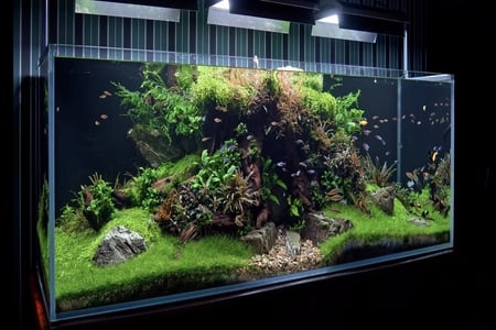 a fish tank 1