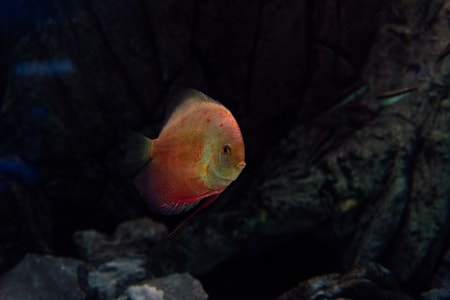fish in dark tank