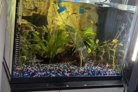 how often should you clean fish tank gravel