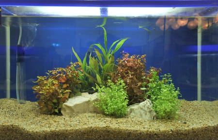fish tank gravel change 1