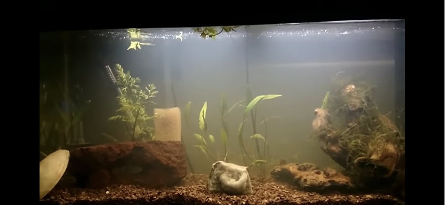 how to change aquarium filter without losing bacteria
