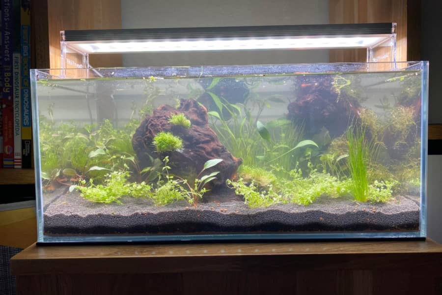 how to keep minnows alive in a fish tank