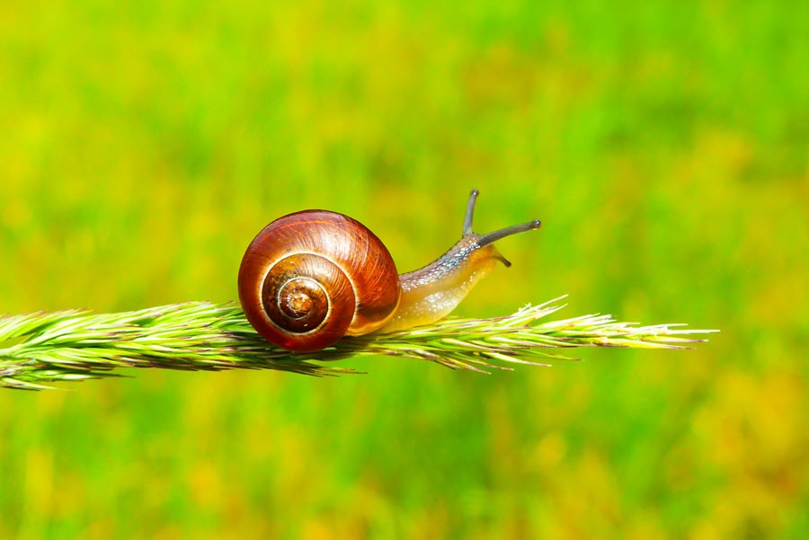 how to acclimate snails