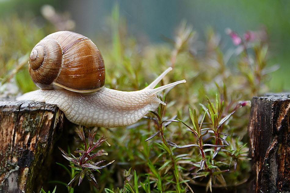 how to acclimate snails 