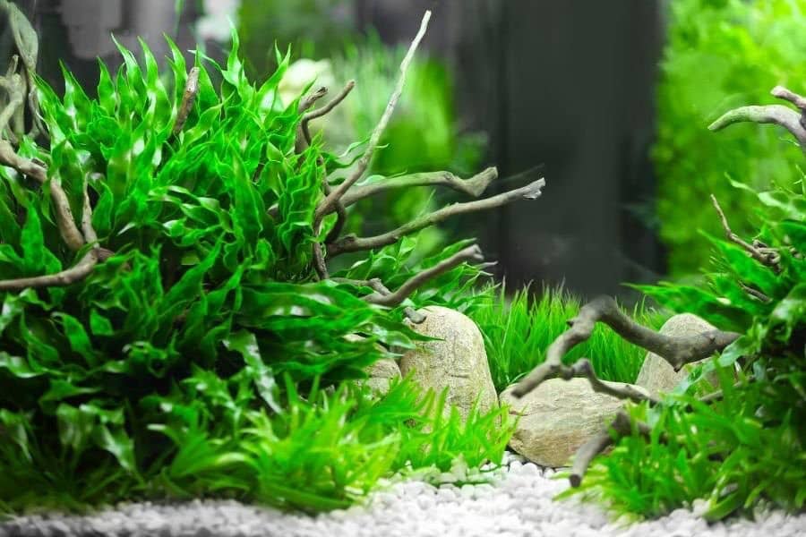 will aquarium plants grow under led lights
