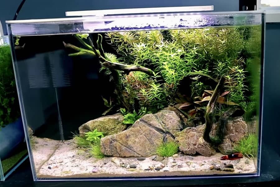 will aquarium plants grow under led lights