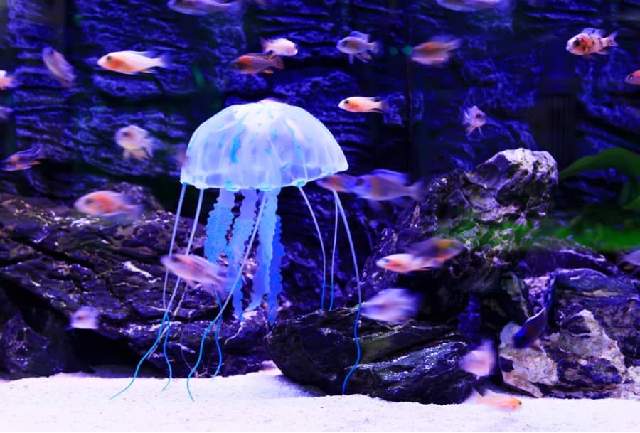can you keep jellyfish with other fish 