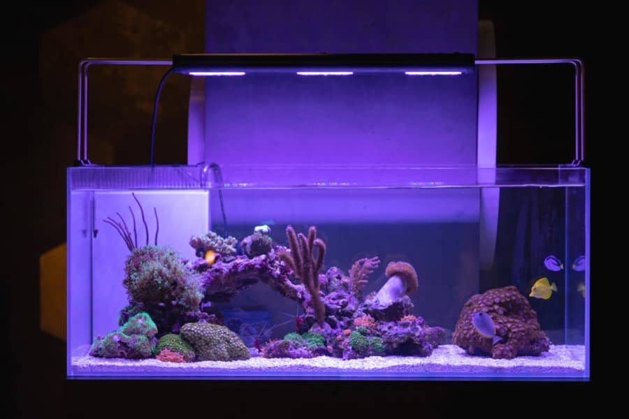 is blue light good for aquarium plants 