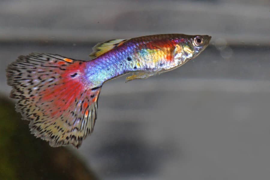 what human food can guppies eat