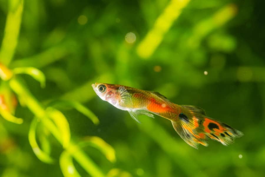 what human food can guppies eat