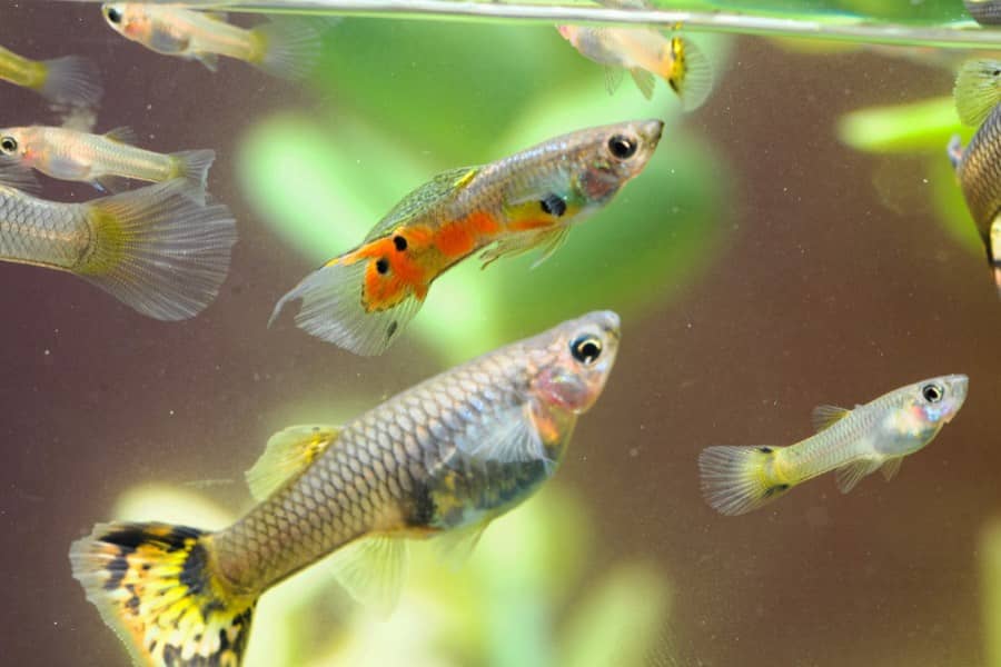 are guppies bottom feeders