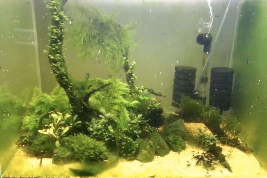 how to control algae growth in aquarium