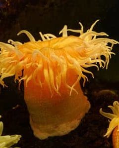 anemones