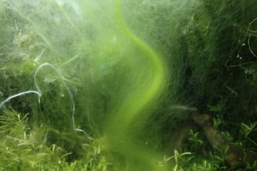 how to control algae growth in aquarium