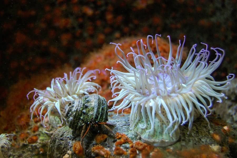 can you keep two anemones in one tank