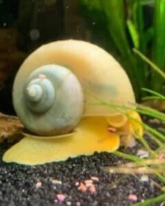 do mystery snails need a filter