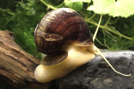 brown mystery snail