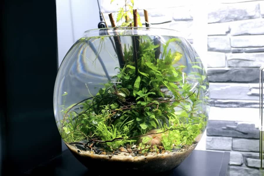 how to keep a fish bowl clean without a filter