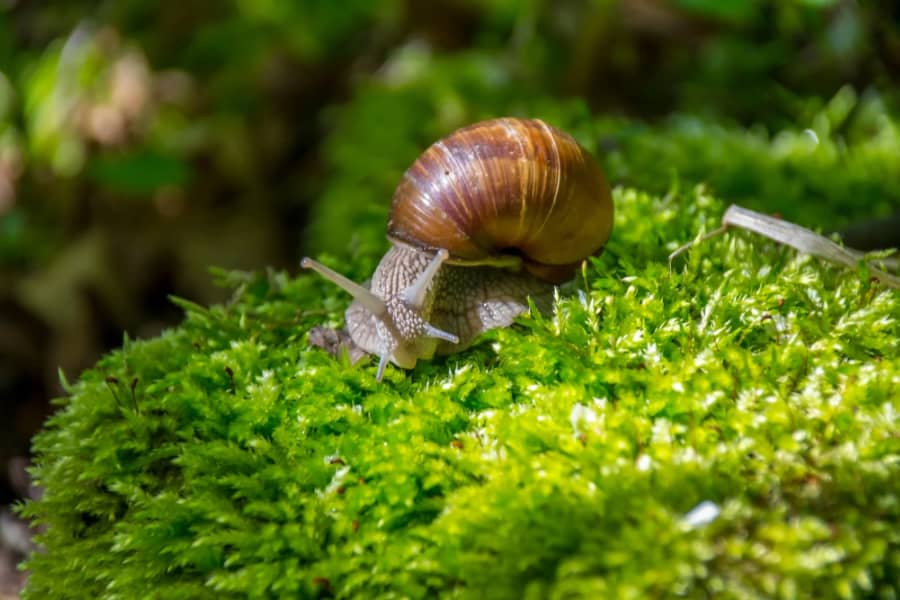 what to feed mystery snails 