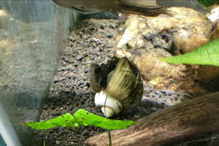 how to tell if mystery snail is dead