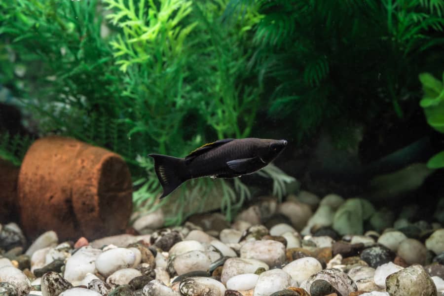 how to tell if a molly fish is dying