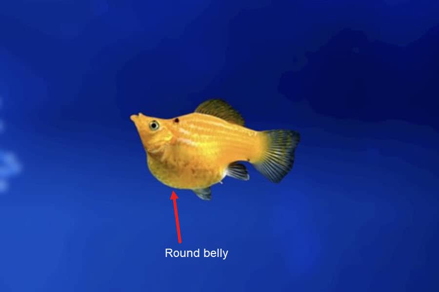 how to know if molly fish is pregnant 