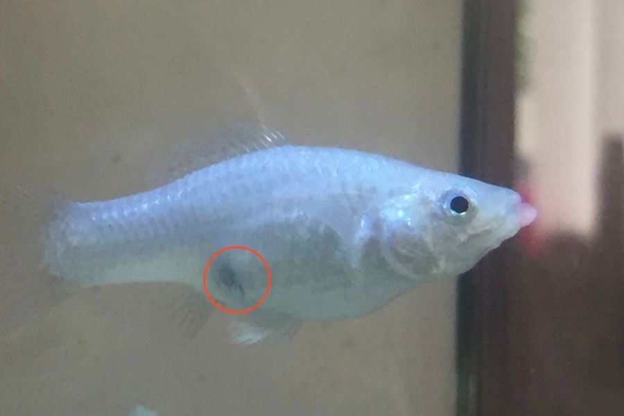 how to know if molly fish is pregnant 