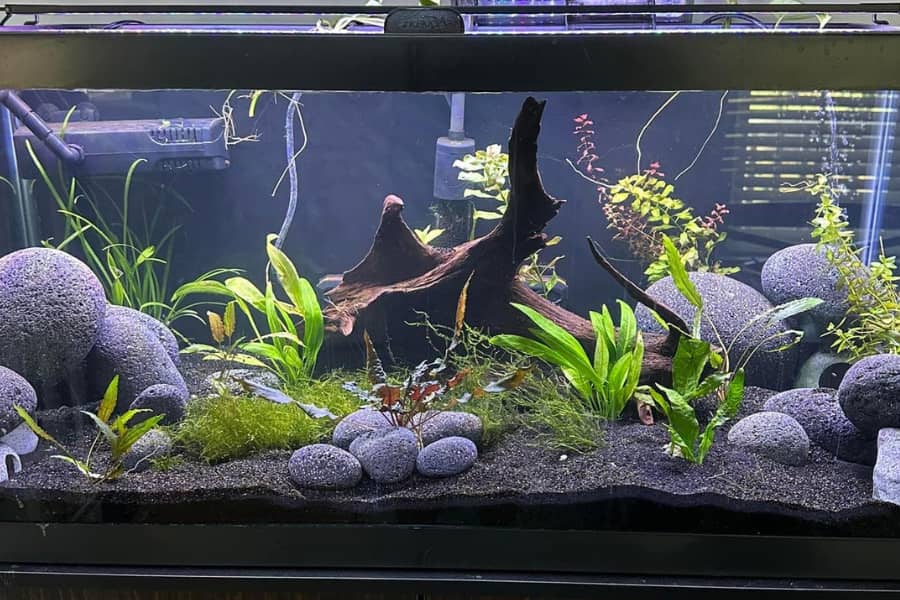 how to choose the best driftwood for aquarium