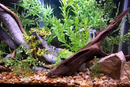 how to choose the best driftwood for aquarium