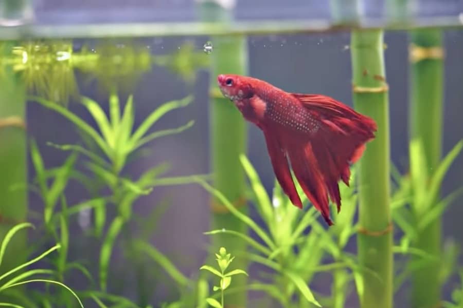 how long can a betta fish go without food