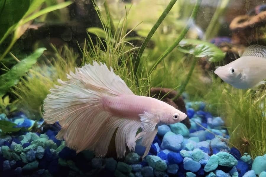 how long can a betta fish go without food