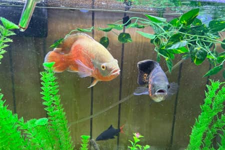 Oscar fish tank mates