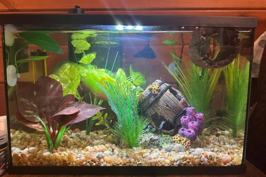 how often should you clean fish tank gravel