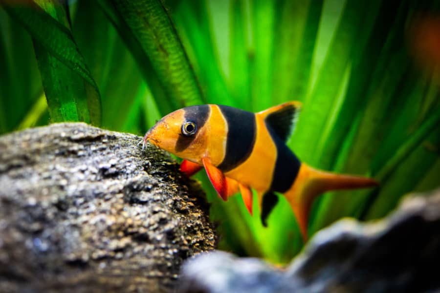 Oscar fish tank mates
