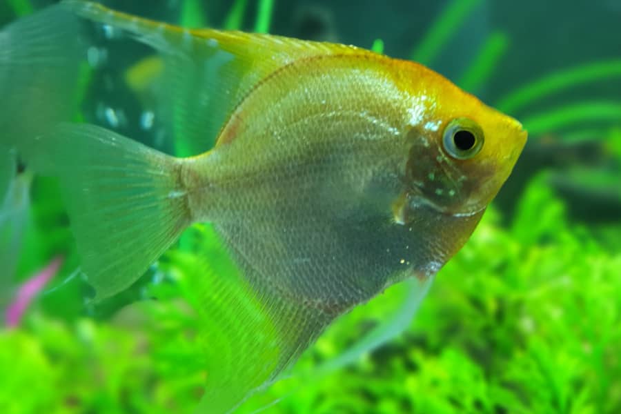 how fast do angelfish grow