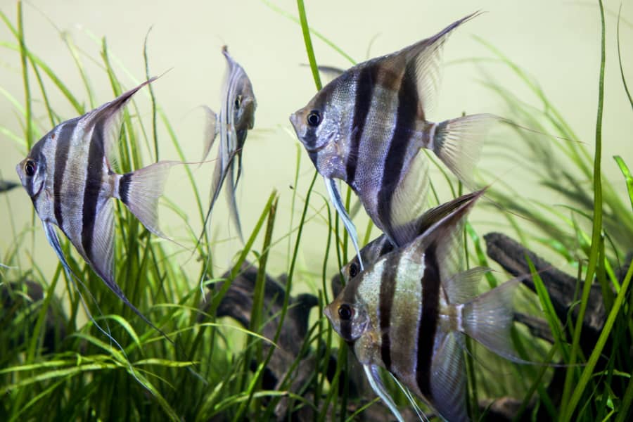 how fast do angelfish grow