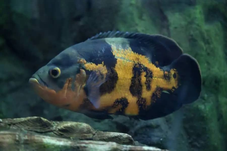 Oscar fish diseases